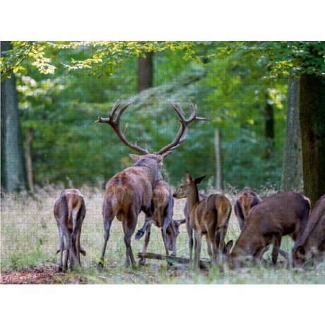 CALVENDO Puzzle CALVENDO Puzzle Emotionale Momente: Hirschbrunft. Part III. Пазл CALVENDO Пазл Эмоциональные моменты: Оленья гонка. Часть 3