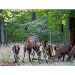 CALVENDO Puzzle CALVENDO Puzzle Emotionale Momente: Hirschbrunft. Part III. Пазл CALVENDO Пазл Эмоциональные моменты: Оленья гонка. Часть 3