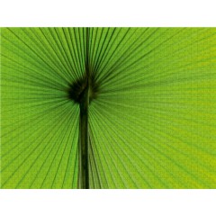 CALVENDO Puzzle CALVENDO Puzzle Palme Пазл CALVENDO Пазл пальма