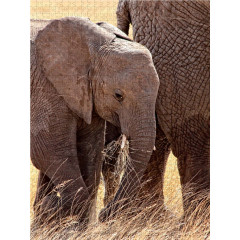 CALVENDO Puzzle CALVENDO Puzzle Elefanten.....Wildlife pur Пазл CALVENDO Puzzle Слоны.....чистая дикая природа