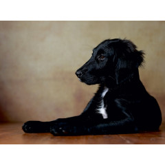 CALVENDO Puzzle CALVENDO Puzzle Hazel Пазл CALVENDO Пазл Хейзел