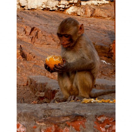 CALVENDO Puzzle CALVENDO Puzzle Niedliche Tierportrats Пазл CALVENDO Puzzle Милые портреты животных