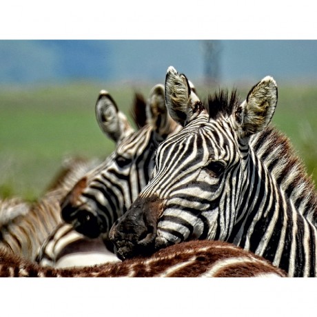 CALVENDO Puzzle CALVENDO Puzzle Zebras in freier Wildbahn Пазл CALVENDO Puzzle Зебры в дикой природе