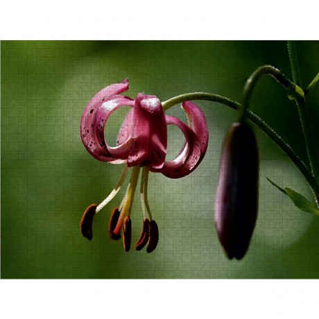 CALVENDO Puzzle CALVENDO Puzzle Schattenschonheit Пазл CALVENDO Puzzle Тень красоты