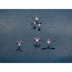 CALVENDO Puzzle CALVENDO Puzzle Emotionale Momente: Der Lake Elementaita in Kenia. Пазл CALVENDO Пазл Эмоциональные моменты: Озеро Элементайта в Кении.