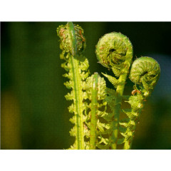 CALVENDO Puzzle CALVENDO Puzzle Hin zum Licht Пазл CALVENDO Puzzle Навстречу свету