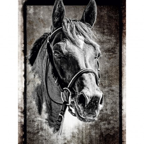 CALVENDO Puzzle CALVENDO Puzzle Arabisches Pferd Пазл CALVENDO Пазл Арабская лошадь