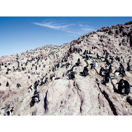 CALVENDO Puzzle CALVENDO Puzzle Felgenpinguin-Kolonie in Sud-Patagonien Пазл CALVENDO Puzzle Колония Римпингвинов в южной Патагонии