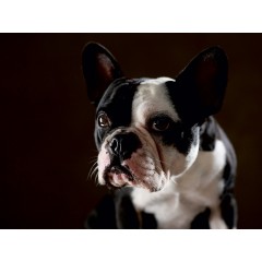 CALVENDO Puzzle CALVENDO Puzzle Shahrukh Пазл CALVENDO Пазл Шахрукх