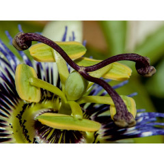 CALVENDO Puzzle CALVENDO Puzzle Passionsblume Пазл CALVENDO Пазл пассифлора