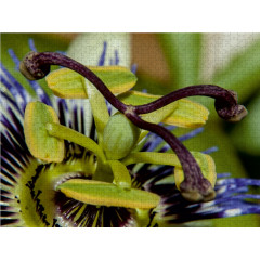 CALVENDO Puzzle CALVENDO Puzzle Passionsblume Пазл CALVENDO Пазл пассифлора