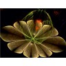 CALVENDO Puzzle CALVENDO Puzzle Unglaubische Fractalblumen Пазл CALVENDO Puzzle Невероятные фрактальные цветы