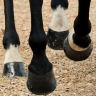 TRM Hoofmaker Concentrated Pellets 3kg, Добавка для копыт лошадей (Ирландия), гранулы, поддержка роста и прочности копыт, биотин, метионин, цинк, 3кг
