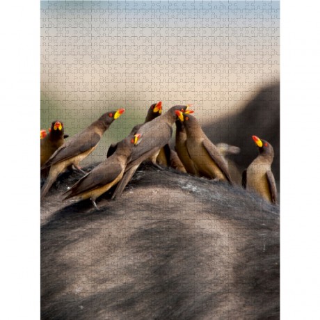 CALVENDO Puzzle CALVENDO Puzzle Rotschnabelmadenhacker Пазл CALVENDO Puzzle Измельчитель красноклювого опарыша