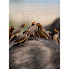 CALVENDO Puzzle CALVENDO Puzzle Rotschnabelmadenhacker Пазл CALVENDO Puzzle Измельчитель красноклювого опарыша