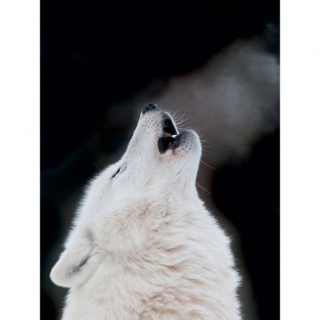 CALVENDO Puzzle CALVENDO Puzzle Emotionale Momente: Der Wolf. Пазл CALVENDO Пазл Эмоциональные моменты: Волк.