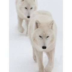 CALVENDO Puzzle CALVENDO Puzzle Emotionale Momente: Der Wolf. Пазл CALVENDO Пазл Эмоциональные моменты: Волк.