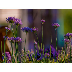 CALVENDO Puzzle CALVENDO Puzzle Lila Blumen Пазл CALVENDO Puzzle Фиолетовые цветы