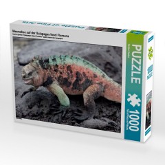 CALVENDO Puzzle CALVENDO Puzzle Meerechse auf der Galapagos Insel Floreana Пазл CALVENDO Пазл морской игуаны на галапагосском острове Флореана