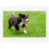 CALVENDO Puzzle CALVENDO Puzzle Emotionale Momente: Berner Sennenhund. \/ CH-Version Пазл CALVENDO Пазл Эмоциональные моменты: Бернский зенненхунд. \/ версия CH