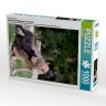 CALVENDO Puzzle CALVENDO Puzzle Emotionale Momente: Der Wolf. Пазл CALVENDO Пазл Эмоциональные моменты: Волк.