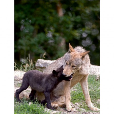 CALVENDO Puzzle CALVENDO Puzzle Emotionale Momente: Der Wolf. Пазл CALVENDO Пазл Эмоциональные моменты: Волк.