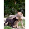 CALVENDO Puzzle CALVENDO Puzzle Emotionale Momente: Der Wolf. Пазл CALVENDO Пазл Эмоциональные моменты: Волк.