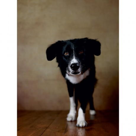 CALVENDO Puzzle CALVENDO Puzzle Jody Пазл CALVENDO Пазл Джоди