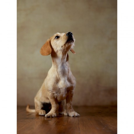 CALVENDO Puzzle CALVENDO Puzzle Lio Пазл CALVENDO Puzzle Лев