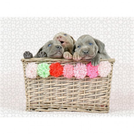 CALVENDO Puzzle CALVENDO Puzzle Kleine Entdecker Пазл CALVENDO Puzzle Маленькие исследователи