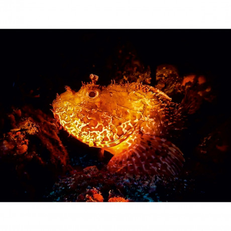 CALVENDO Puzzle CALVENDO Puzzle Grosser Drachenkopf Пазл CALVENDO Puzzle Большая голова дракона