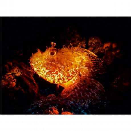 CALVENDO Puzzle CALVENDO Puzzle Grosser Drachenkopf Пазл CALVENDO Puzzle Большая голова дракона