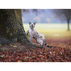 CALVENDO Puzzle CALVENDO Puzzle Bengalkater beim Waldspaziergang Пазл CALVENDO Puzzle Бенгальский кот на прогулке в лесу