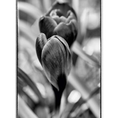 CALVENDO Puzzle CALVENDO Puzzle Krokus abstrakt in schwarz\/weiss Пазл CALVENDO Puzzle crocus abstract в черно-белом цвете