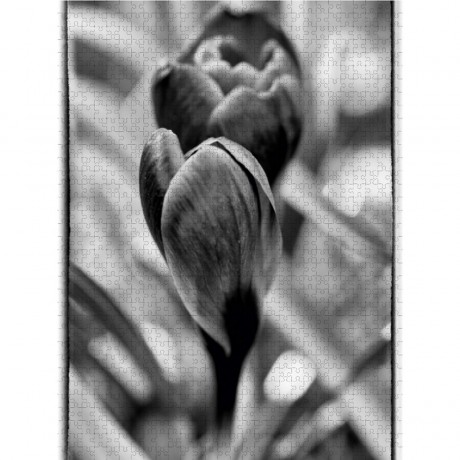 CALVENDO Puzzle CALVENDO Puzzle Krokus abstrakt in schwarz\/weiss Пазл CALVENDO Puzzle crocus abstract в черно-белом цвете