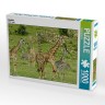 CALVENDO Puzzle CALVENDO Puzzle Giraffen Пазл CALVENDO Пазл жирафы