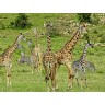 CALVENDO Puzzle CALVENDO Puzzle Giraffen Пазл CALVENDO Пазл жирафы