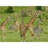 CALVENDO Puzzle CALVENDO Puzzle Giraffen Пазл CALVENDO Пазл жирафы
