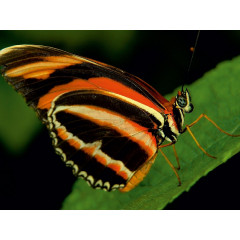 CALVENDO Puzzle CALVENDO Puzzle Dryadula Phaetusa Пазл CALVENDO Пазл Dryadula Phaetusa