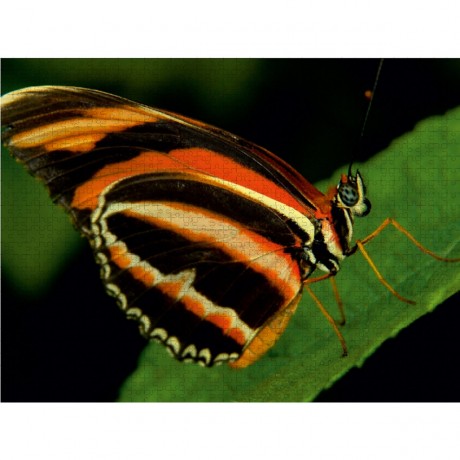 CALVENDO Puzzle CALVENDO Puzzle Dryadula Phaetusa Пазл CALVENDO Пазл Dryadula Phaetusa