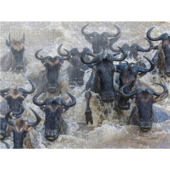CALVENDO Puzzle CALVENDO Puzzle Gnus durchqueren in Todesangst den Mara-River in der Maasai Mara. Головоломка CALVENDO Puzzle Гну пересекают реку Мара в Масаи-Мара в смертельном страхе.