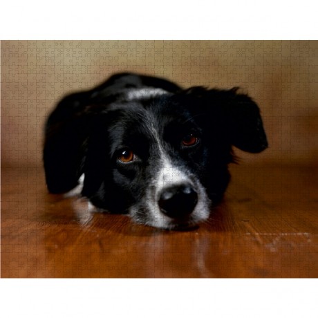 CALVENDO Puzzle CALVENDO Puzzle Jody Пазл CALVENDO Пазл Джоди