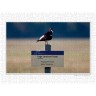 CALVENDO Puzzle CALVENDO Puzzle Emotionale Momente: Die Vogelinsel Texel. \/ CH-Version Пазл CALVENDO Пазл Эмоциональные моменты: Птичий остров Тексел. \/ версия CH
