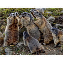 CALVENDO Puzzle CALVENDO Puzzle Rasselbande. Verspielte Murmeltiere in Saas Fee Пазл CALVENDO Пазл маленькие проказники. Игривые сурки в Саас-Фе