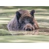 CALVENDO Puzzle CALVENDO Puzzle Emotionale Momente: Wildschweine im Wasser Пазл CALVENDO Puzzle Эмоциональные моменты: Кабан в воде