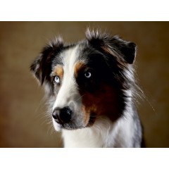 CALVENDO Puzzle CALVENDO Puzzle Dakota Пазл CALVENDO Пазл Дакота