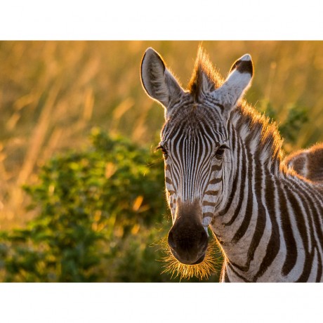 CALVENDO Puzzle CALVENDO Puzzle Junges Zebra bei Sonnenaufgang in der Masai Mara in Kenia Пазл CALVENDO Puzzle Молодая зебра на рассвете в Масаи Мара в Кении