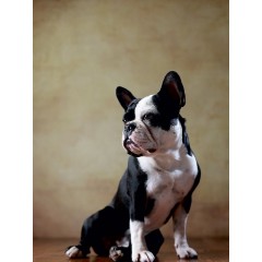 CALVENDO Puzzle CALVENDO Puzzle Shahrukh Пазл CALVENDO Пазл Шахрукх