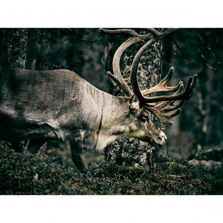 CALVENDO Puzzle CALVENDO Puzzle Rentiere durchstreifen die Finnmark Пазл CALVENDO Puzzle Олени бродят по Финнмарку