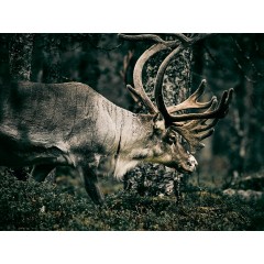 CALVENDO Puzzle CALVENDO Puzzle Rentiere durchstreifen die Finnmark Пазл CALVENDO Puzzle Олени бродят по Финнмарку